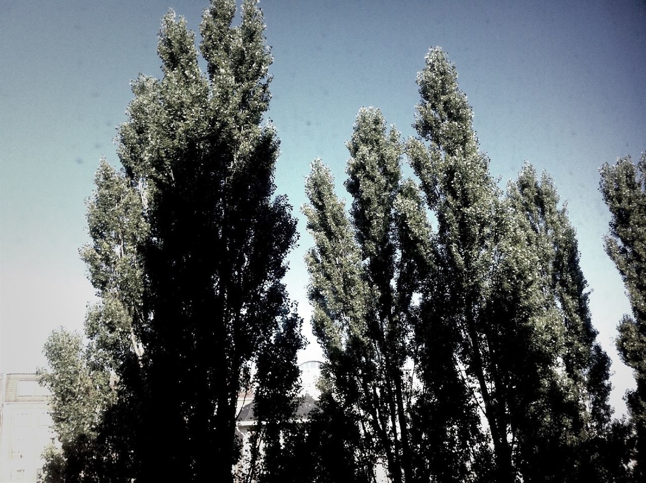 LOW ANGLE VIEW OF TREES AGAINST SKY