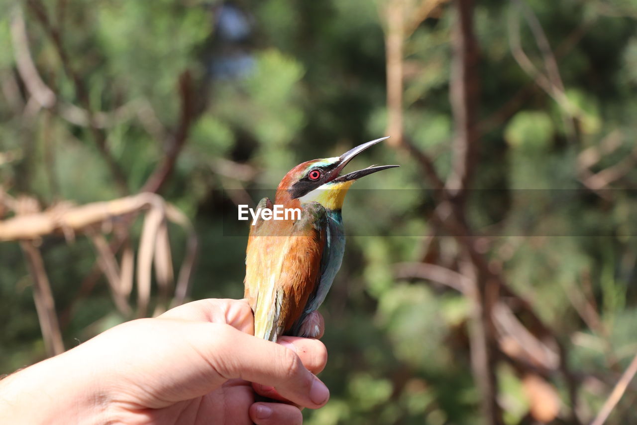 Close-up of bird perching on hand