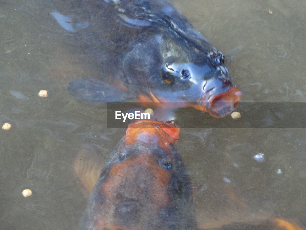 HIGH ANGLE VIEW OF KOI IN WATER