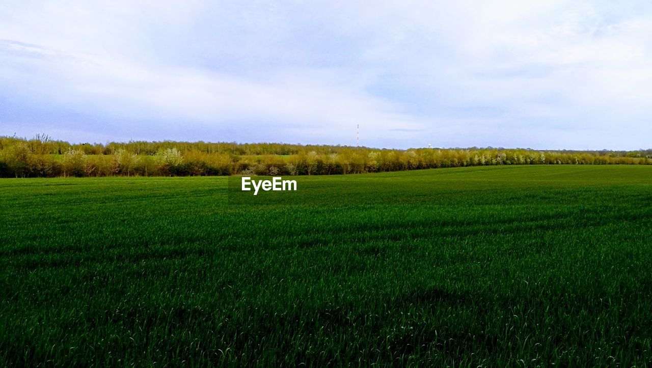 Scenic view of field against sky