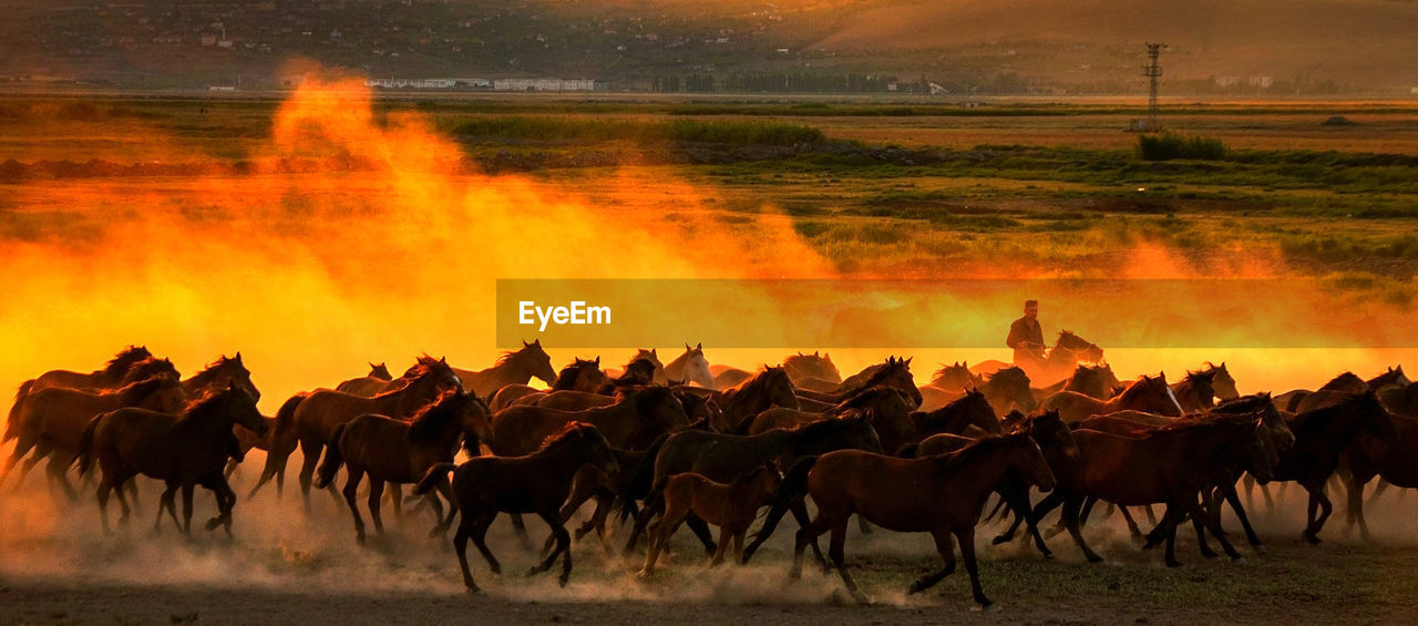 PANORAMIC VIEW OF HORSES ON FARM