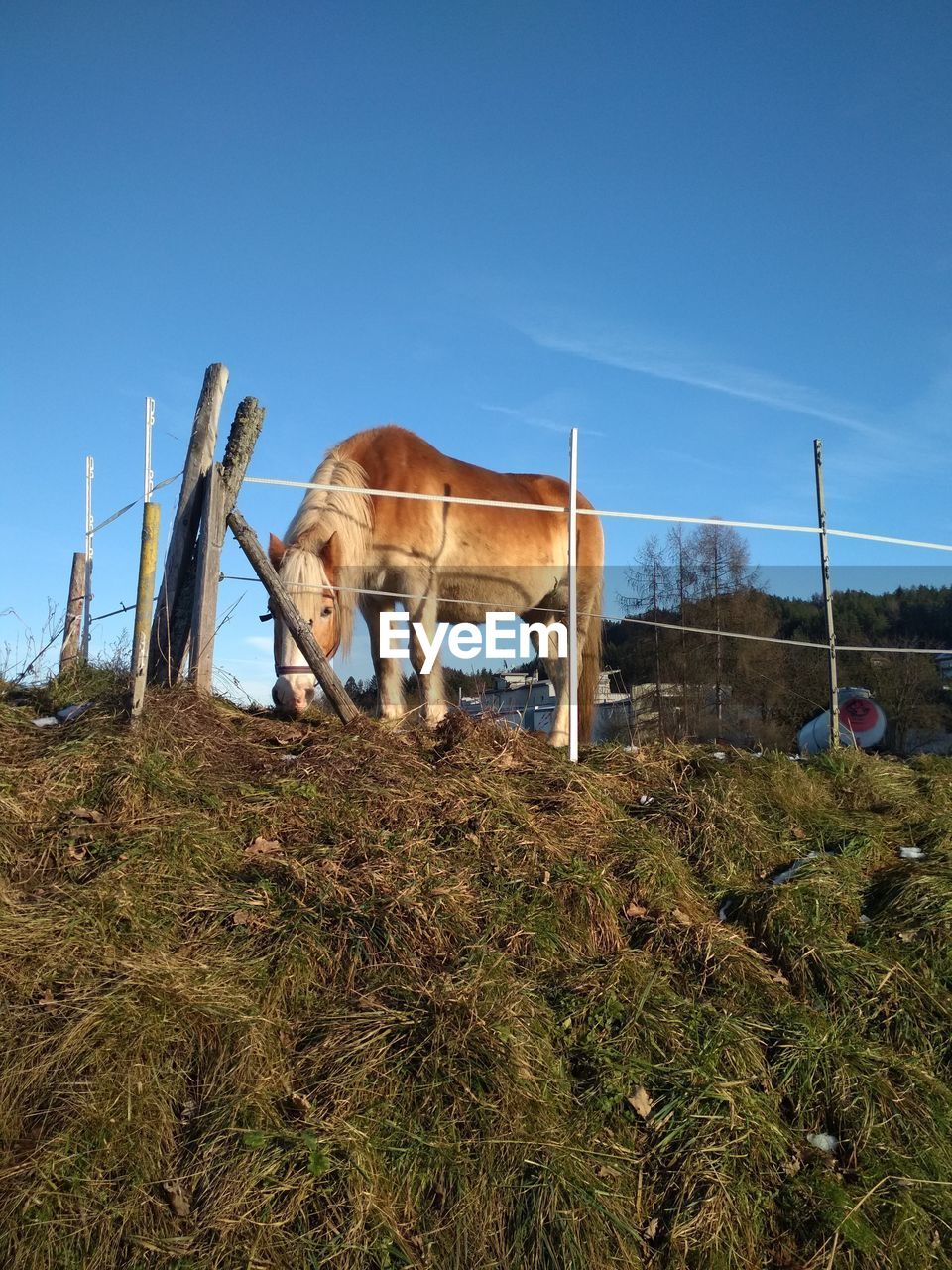 Horse grazing in field