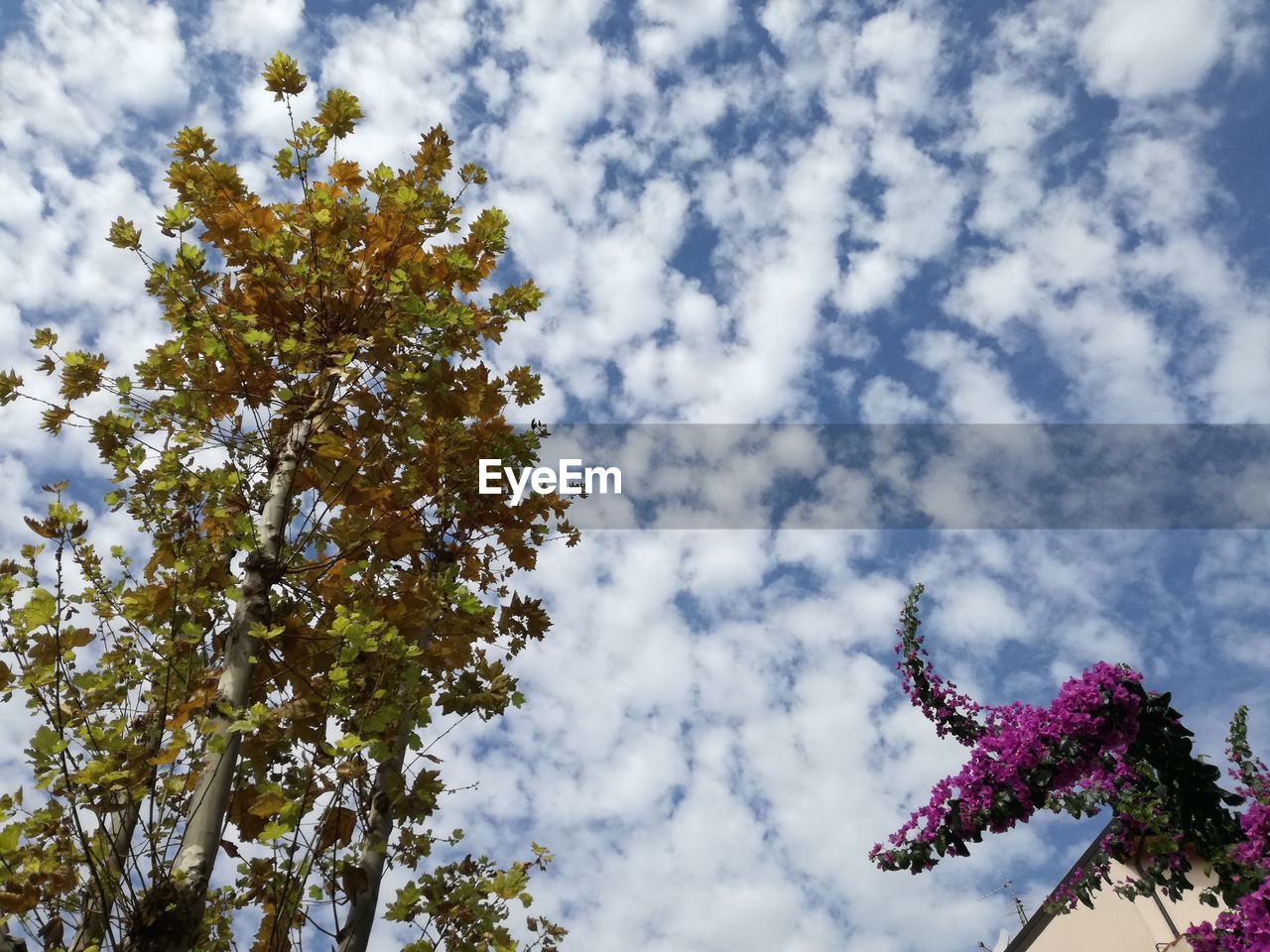 LOW ANGLE VIEW OF FLOWERING PLANT AGAINST SKY