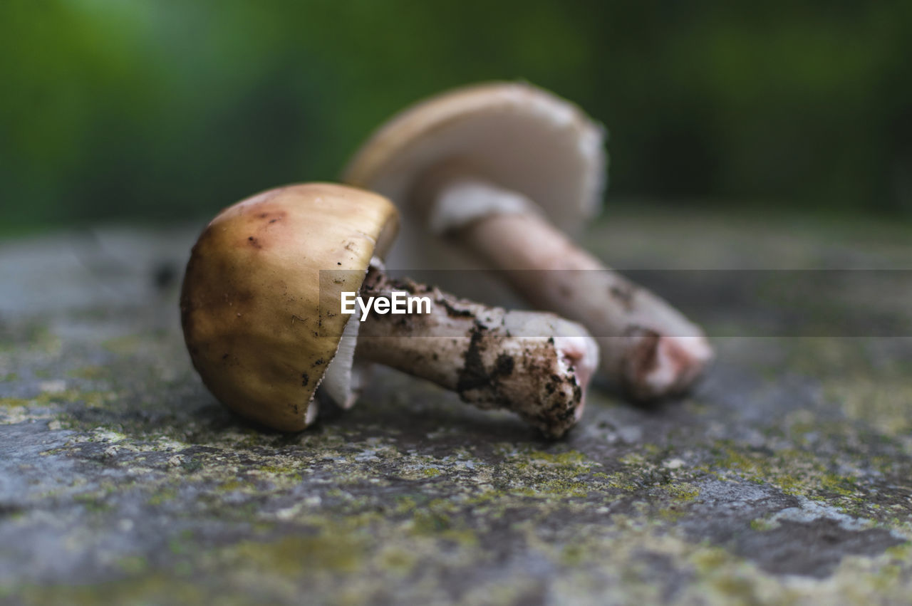 Close-up of mushrooms