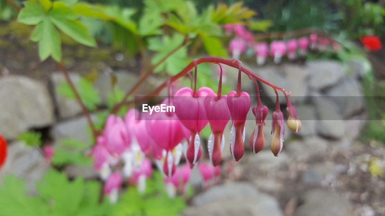 CLOSE-UP OF PINK FLOWERS