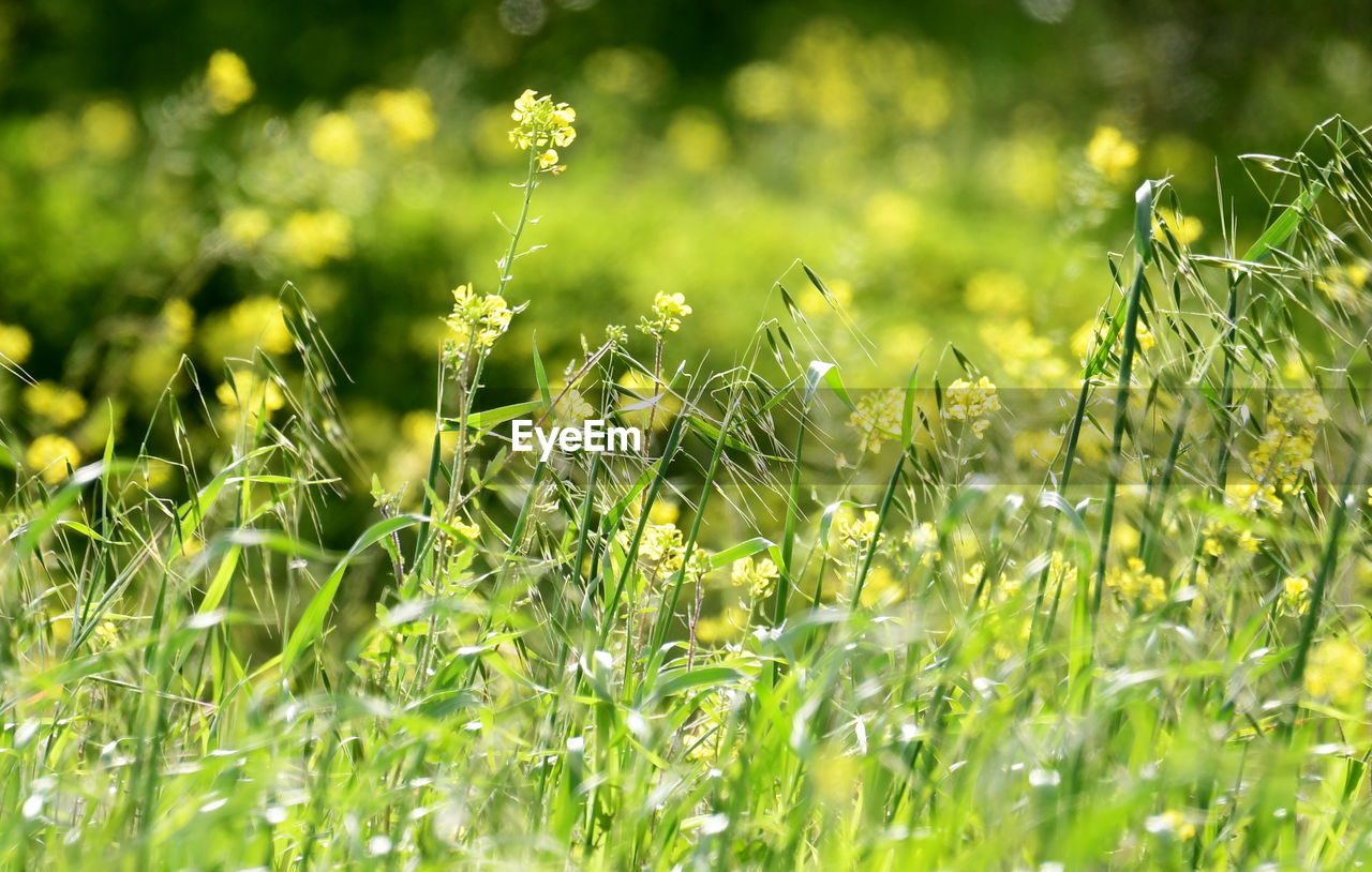 Close-up of flowering plants on field