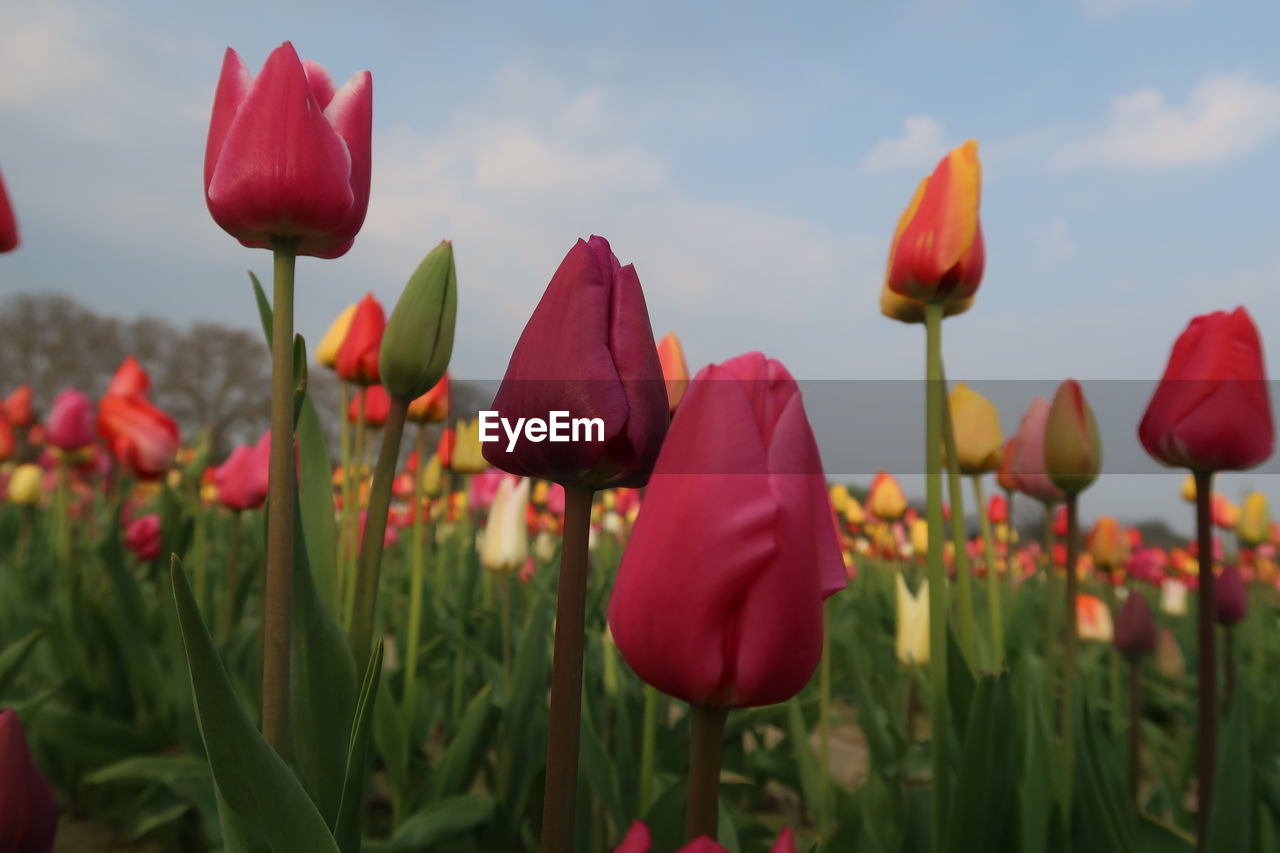 Close-up of red tulips in field against sky