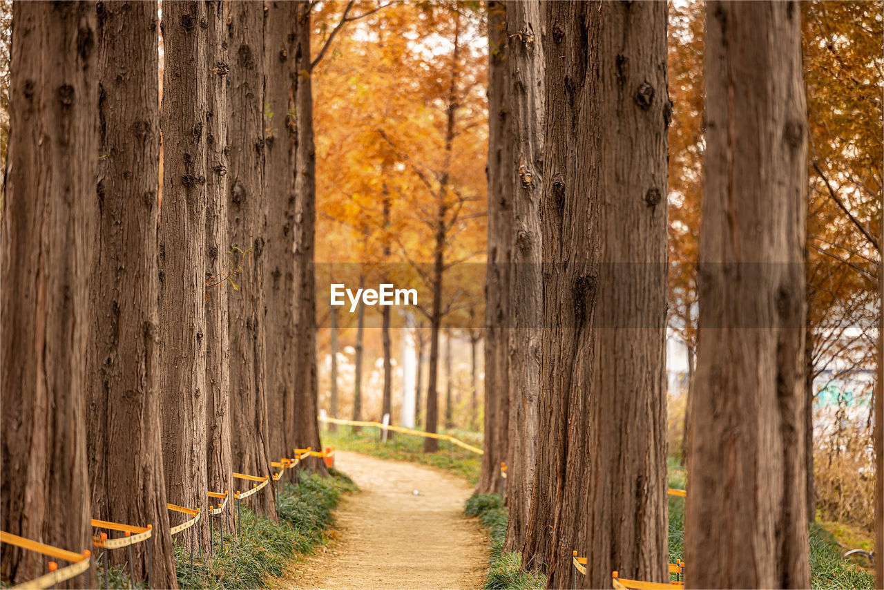 The autumn light of metasequoia forest in seoul sky park is beautiful