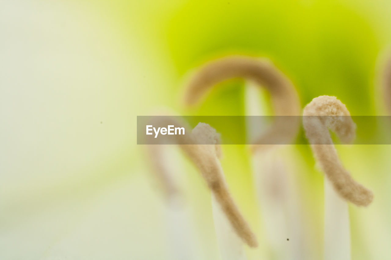 Macro shot of white flower