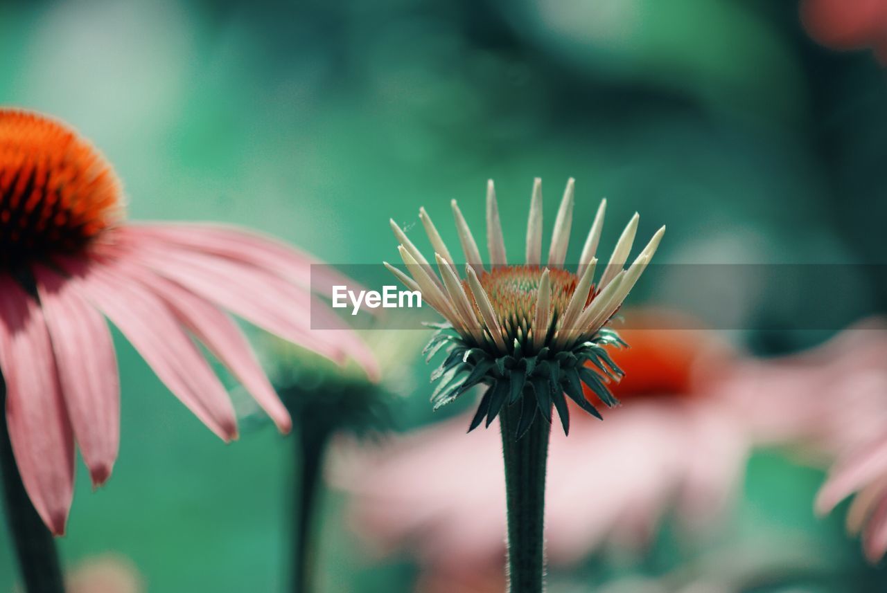 Close-up of coneflowers blooming outdoors