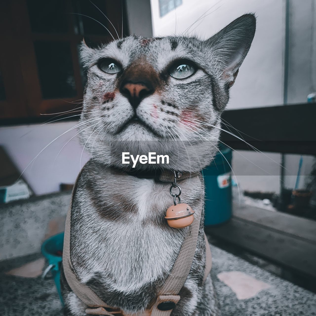 pet, animal, animal themes, domestic animals, mammal, one animal, cat, domestic cat, feline, whiskers, portrait, no people, looking at camera, small to medium-sized cats, looking, animal body part, close-up, tabby cat, indoors, focus on foreground, sitting, felidae, collar