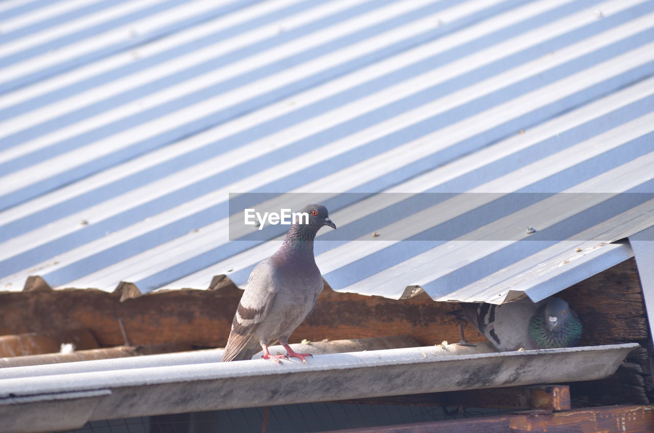 HIGH ANGLE VIEW OF PIGEON PERCHING ON METAL