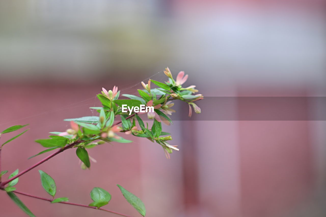 plant, green, branch, leaf, nature, flower, macro photography, close-up, growth, plant part, beauty in nature, blossom, no people, focus on foreground, plant stem, freshness, outdoors, flowering plant, day, herb, bud, selective focus, fragility, food and drink, tree, food, medicine, pink, twig
