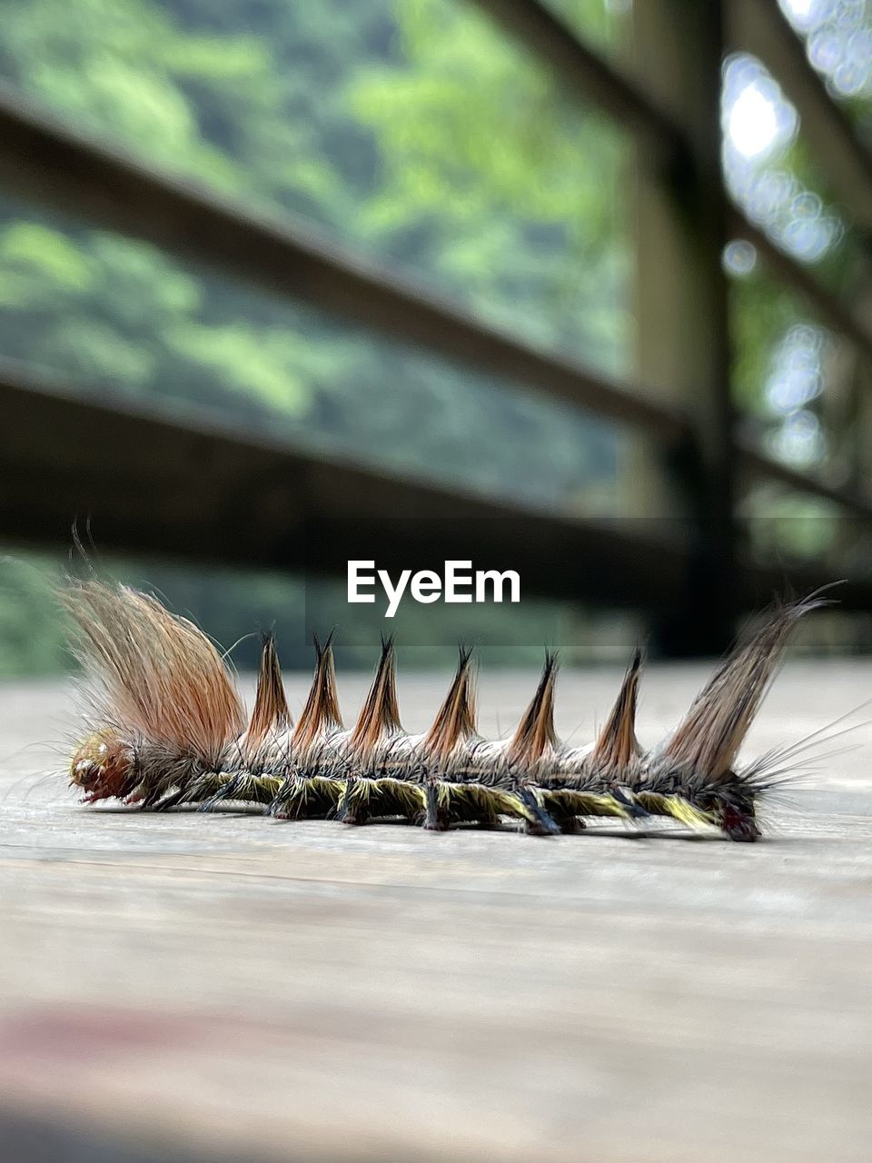 Hairy caterpillar crossing the bridge in zhangjiajie national park - china