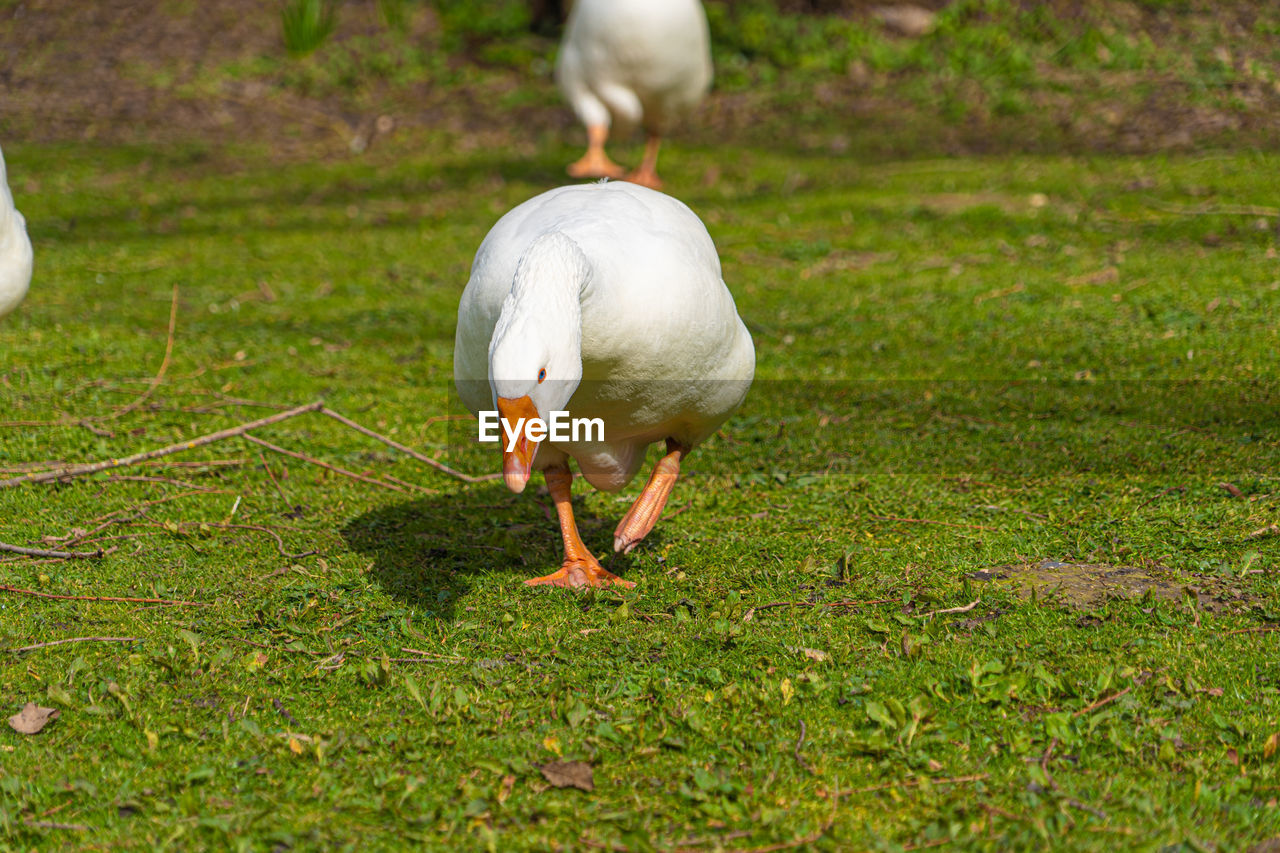 Close up low-level view of embden emden geese. of single goose showing orange beak and blue eye