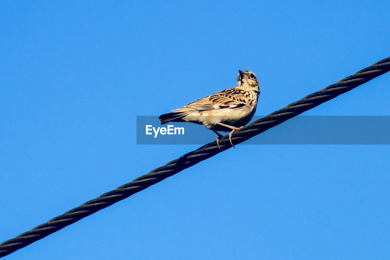 LOW ANGLE VIEW OF BIRD PERCHING ON CABLE