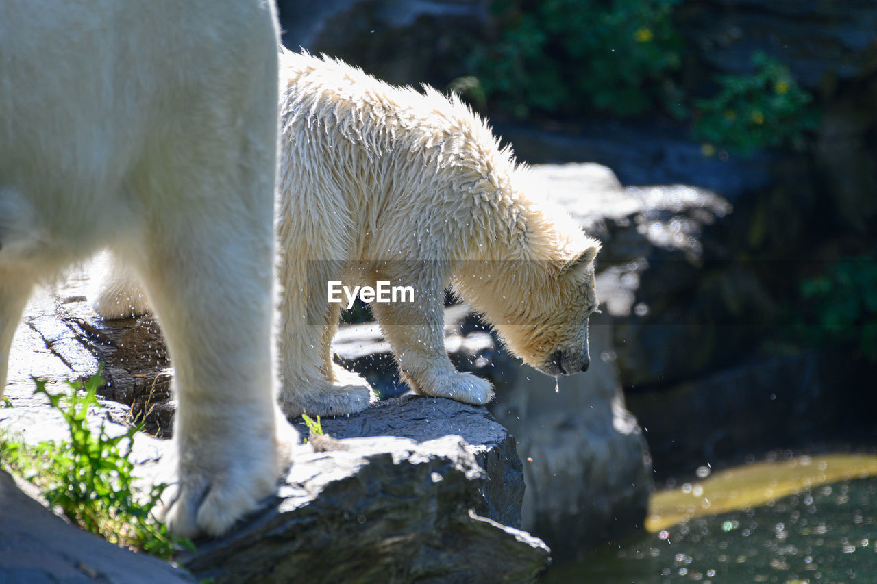 VIEW OF A DOG DRINKING WATER FROM A HORSE