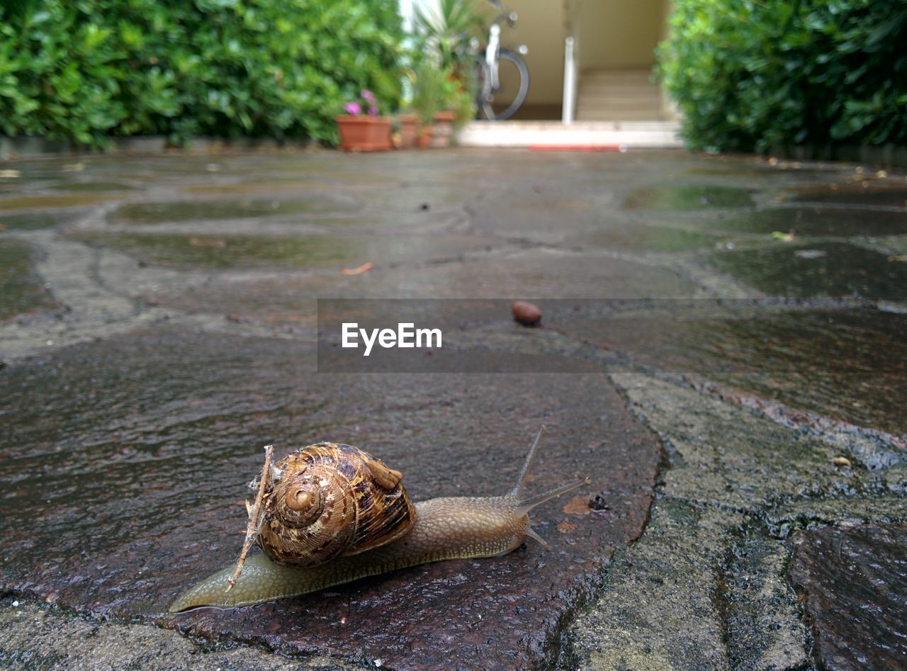 Snail crawling on wet ground