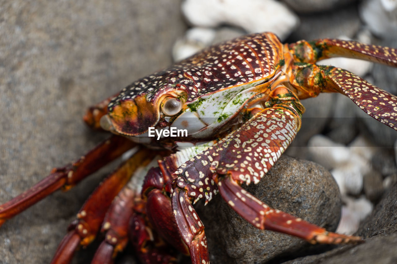 close-up of crab on sand