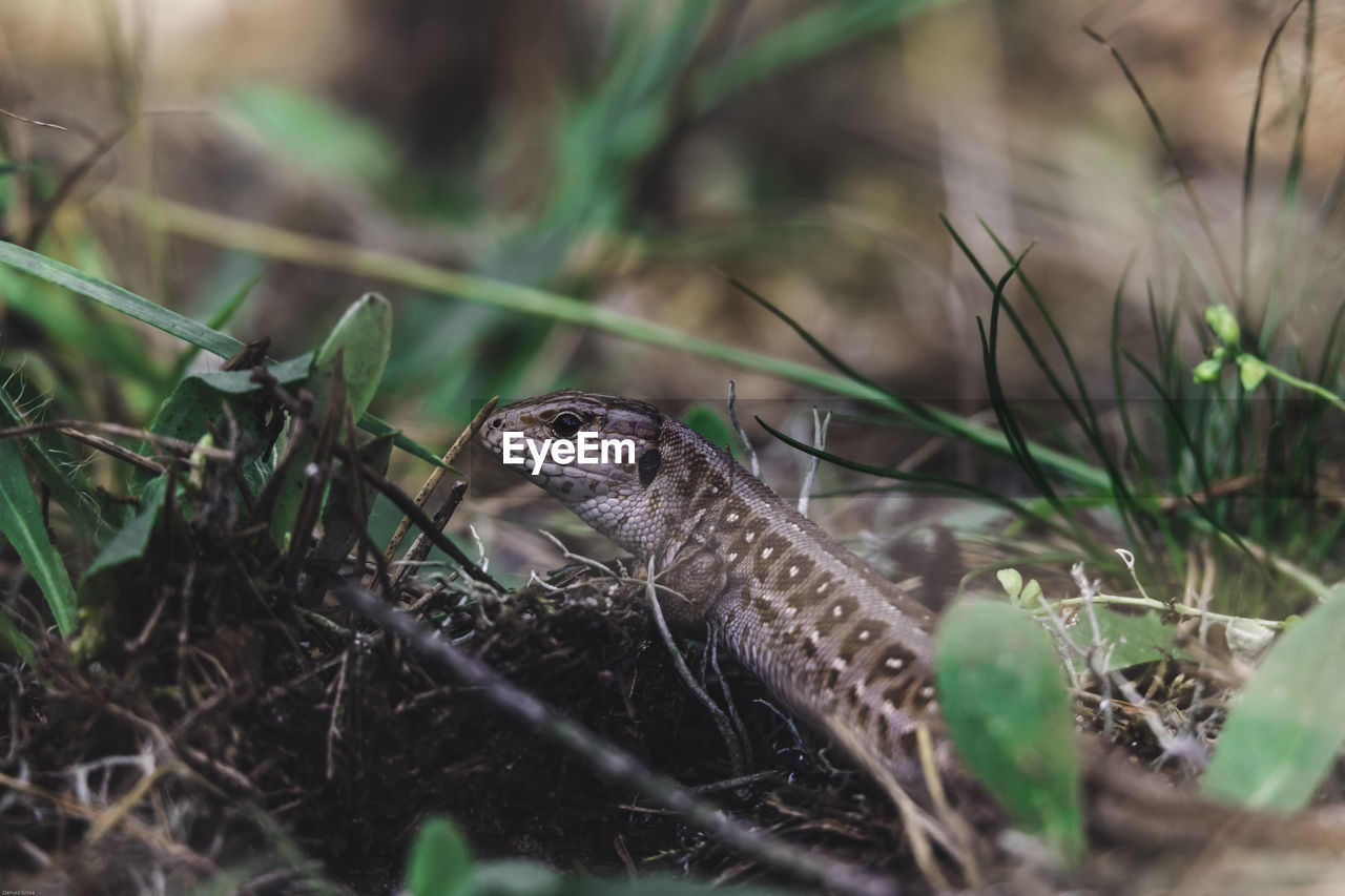 CLOSE-UP OF LIZARD ON GRASS DURING RAINY SEASON