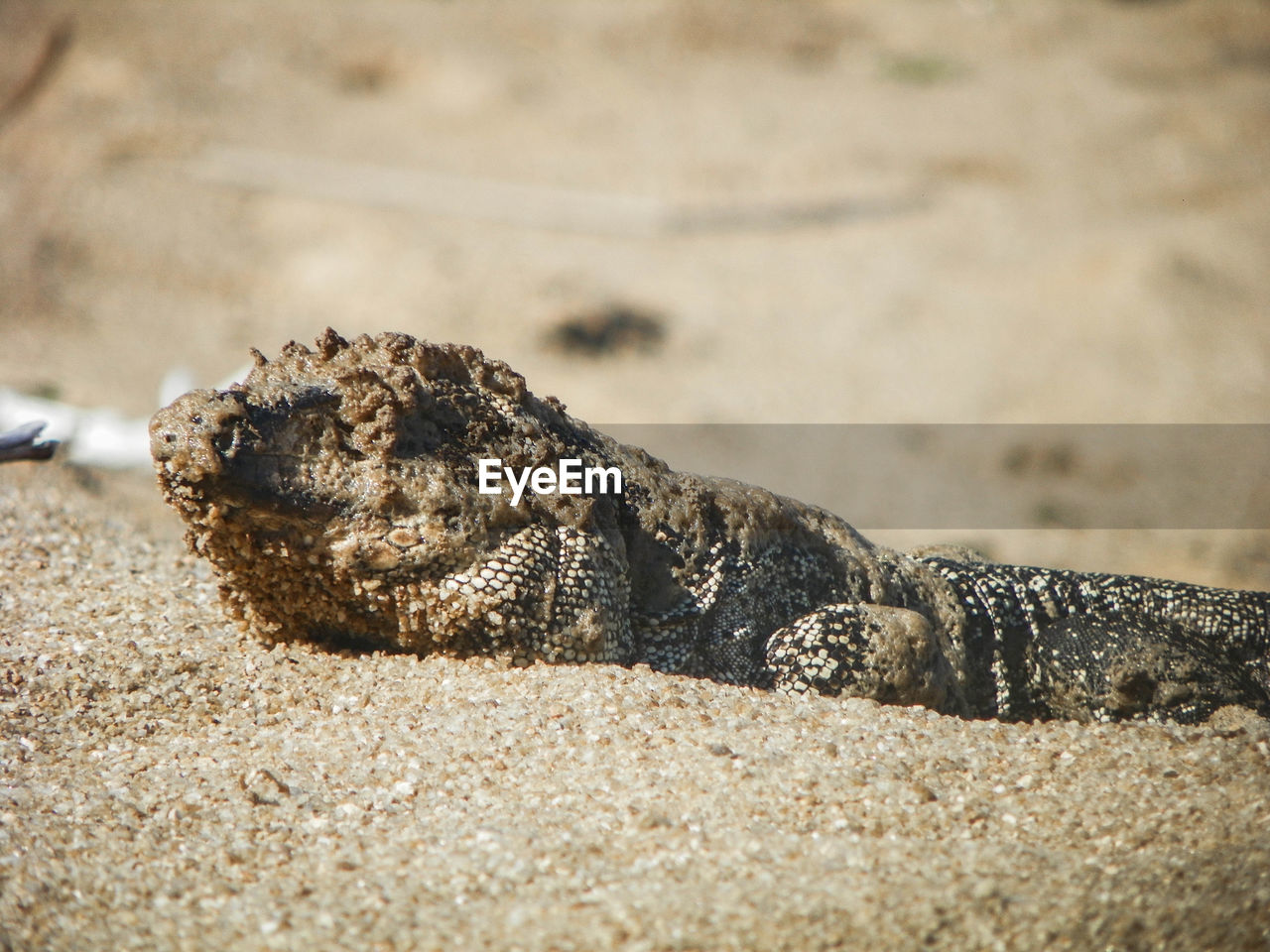 CLOSE-UP OF A LIZARD ON SAND