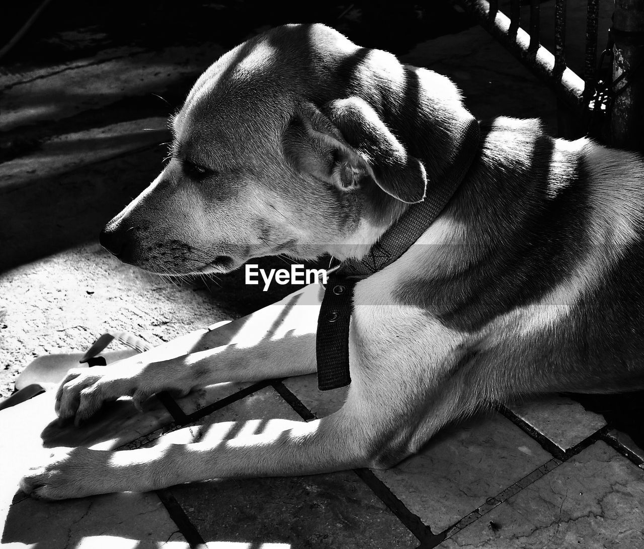 High angle view of dog relaxing at home