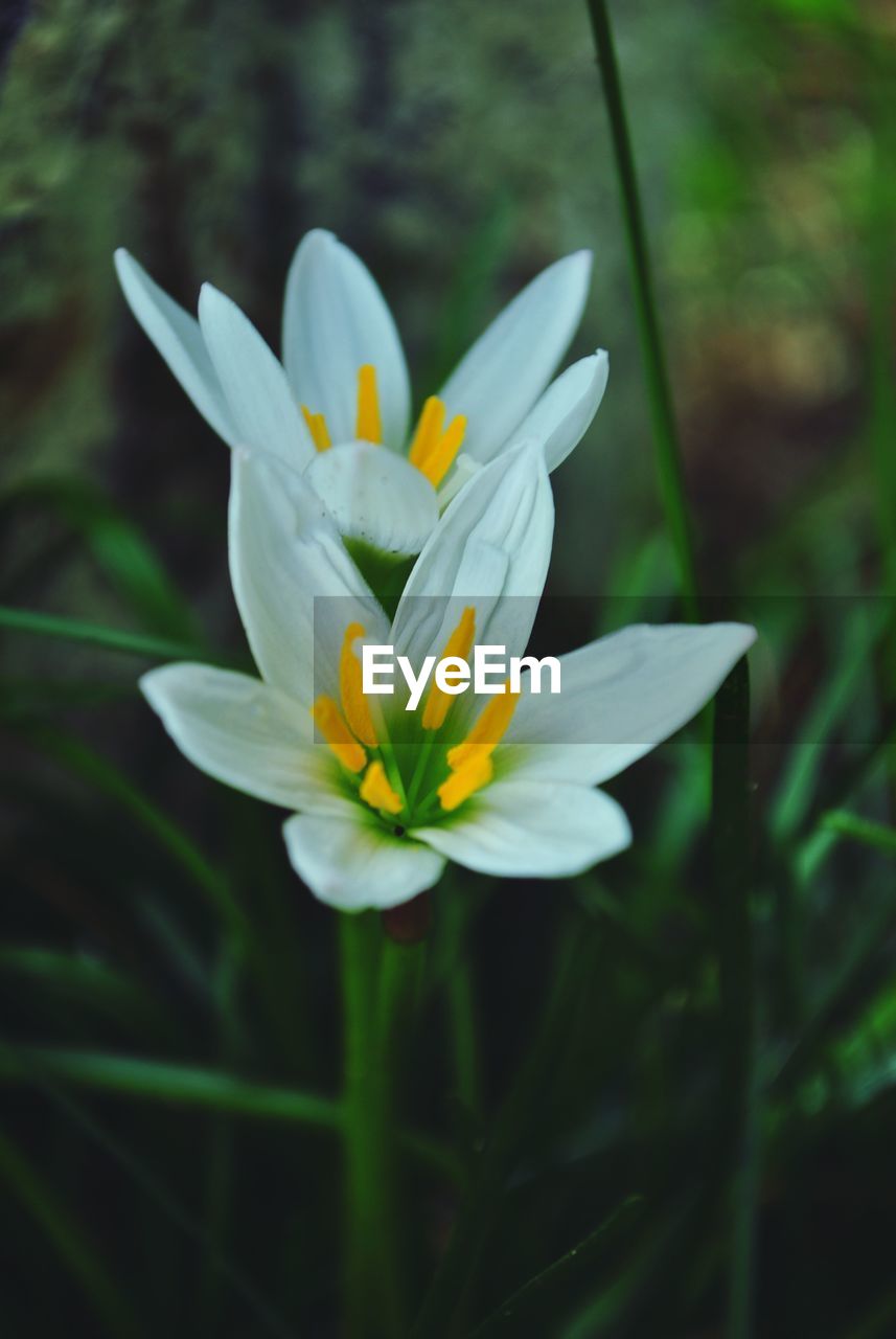 Close-up of white flowers blooming on land