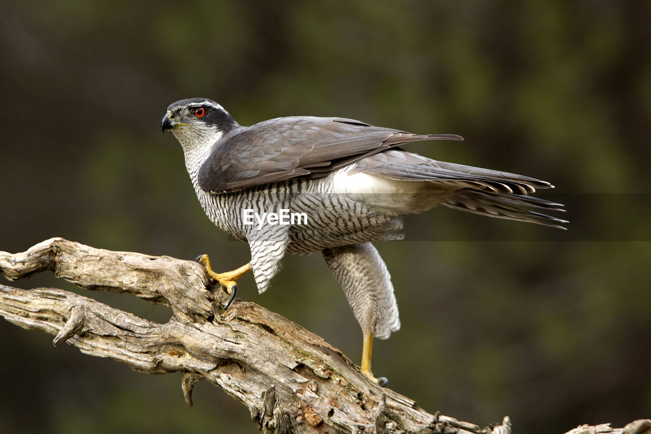 CLOSE-UP OF BIRD PERCHING ON TREE