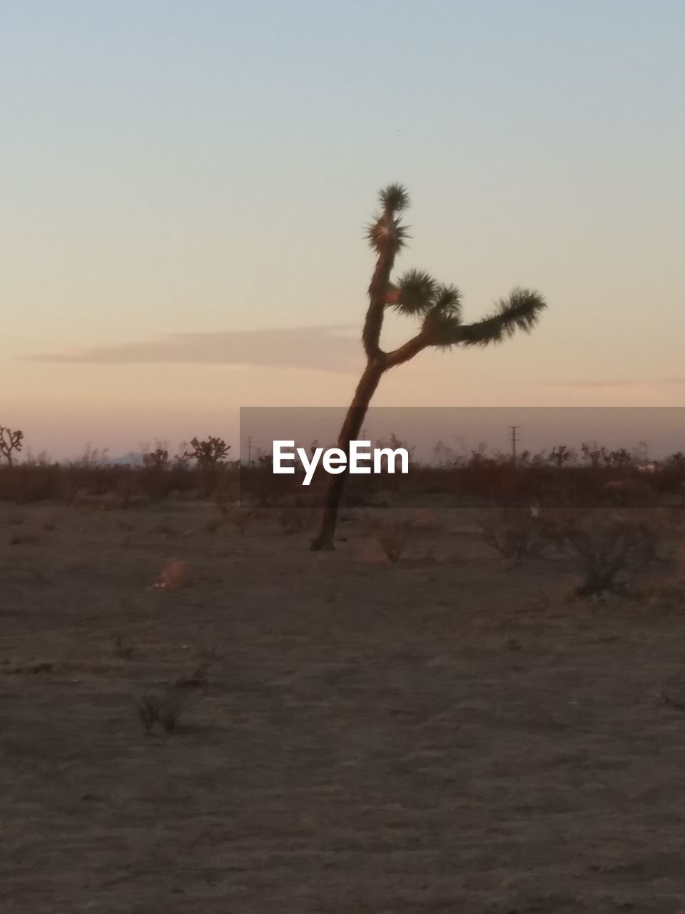 TREE ON FIELD AGAINST SKY AT SUNSET