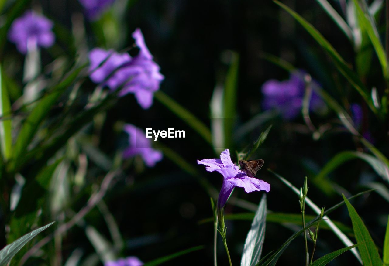 Close-up of honey bee on purple flower