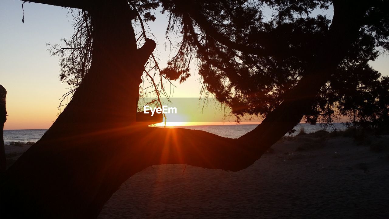 Tree on beach during sunset