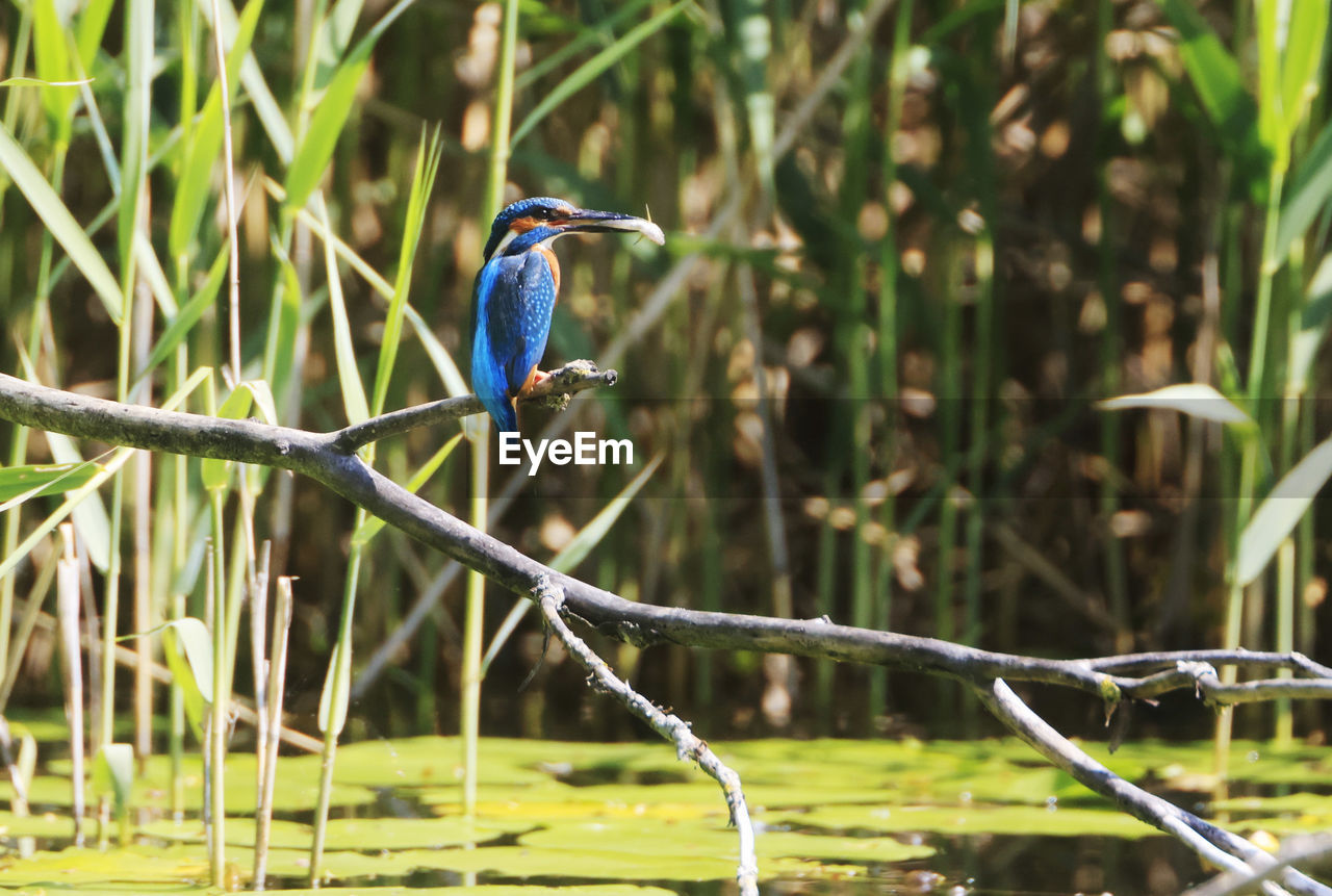 BIRD PERCHING ON A PLANT