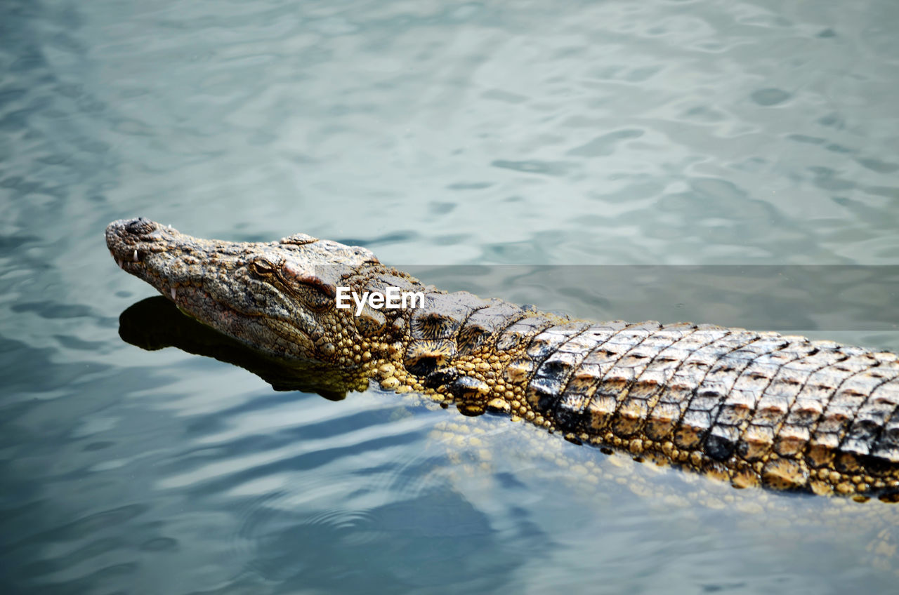 High angle view of crocodile in lake