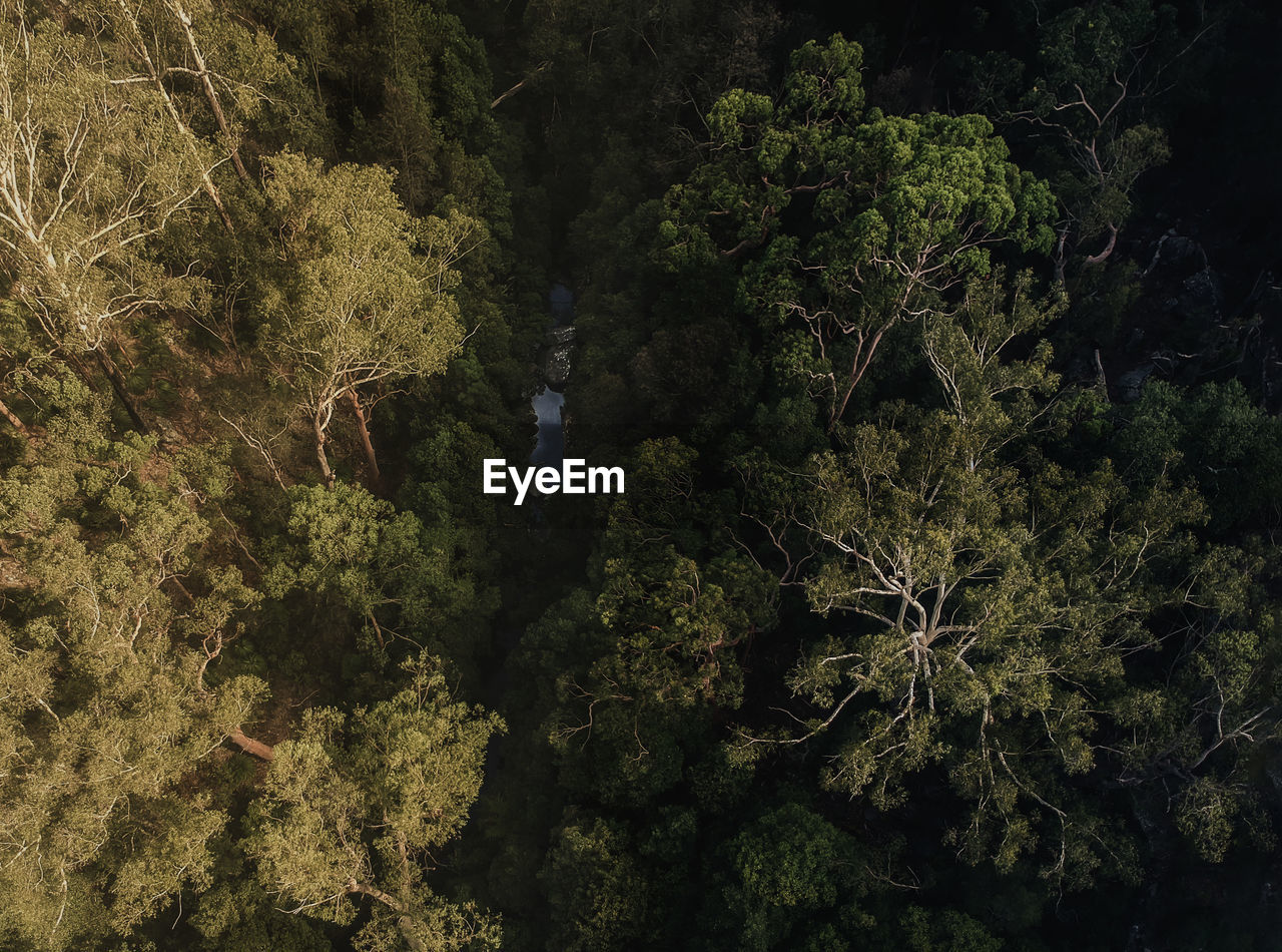 PLANTS GROWING ON TREE IN FOREST