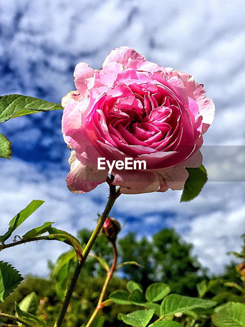 CLOSE-UP OF PINK ROSES