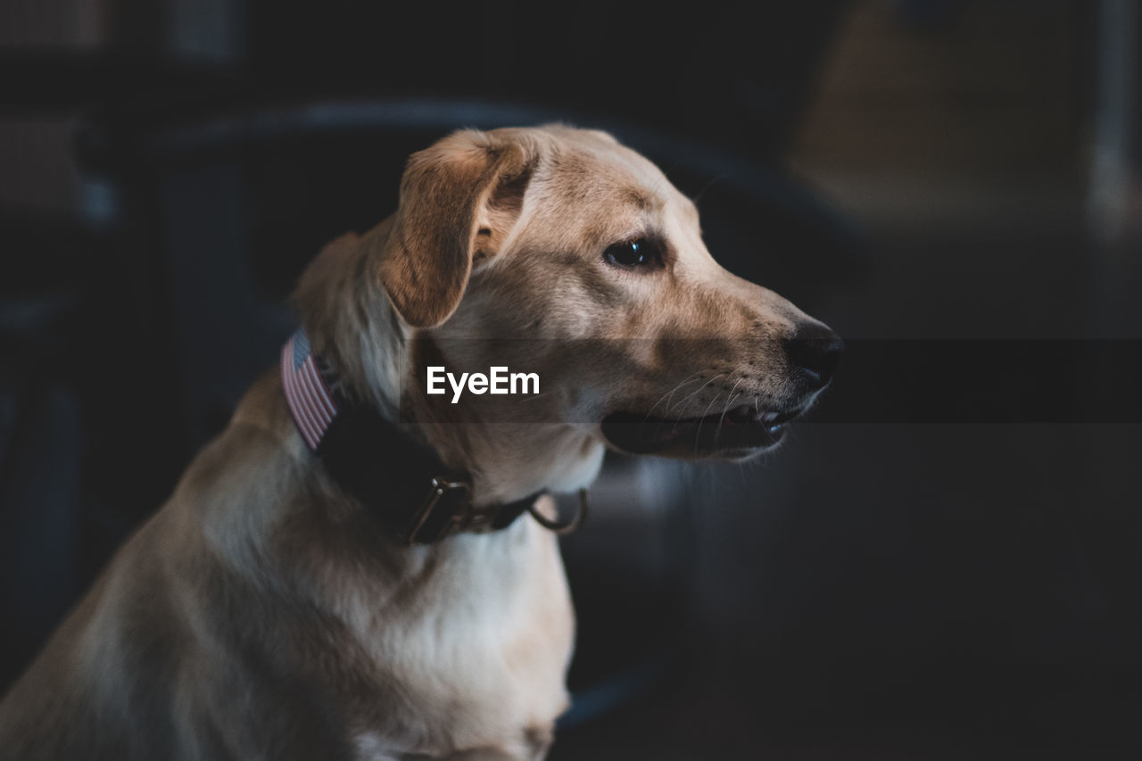 Close-up of dog looking away