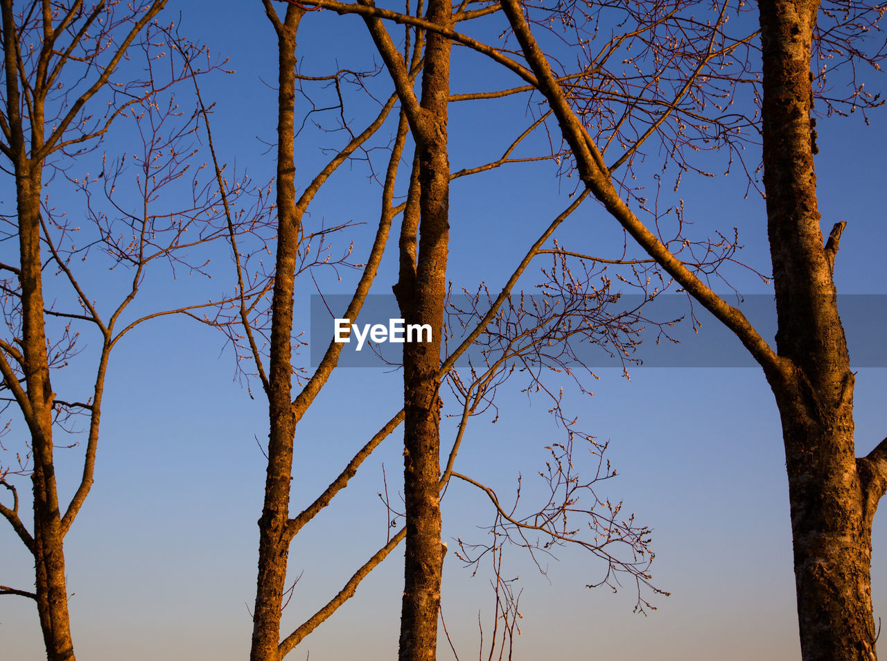 Bare trees against clear sky during sunset