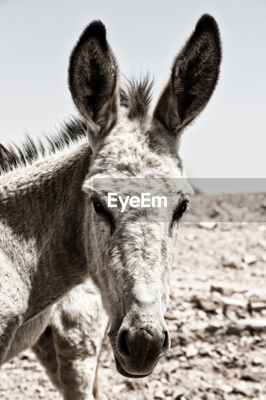 CLOSE-UP PORTRAIT OF A YOUNG ANIMAL