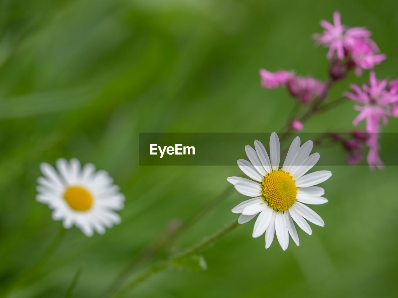 CLOSE-UP OF WHITE DAISIES
