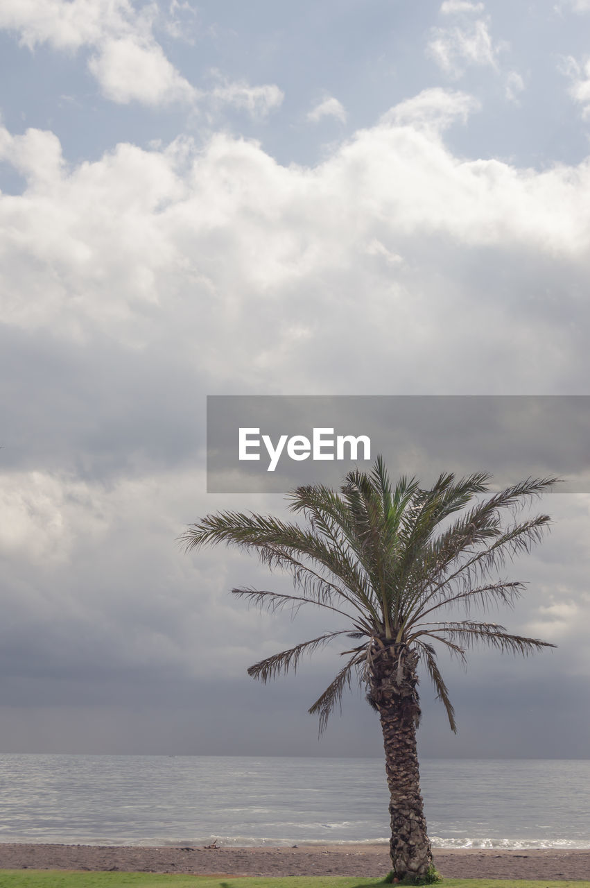 Palm tree by sea against sky