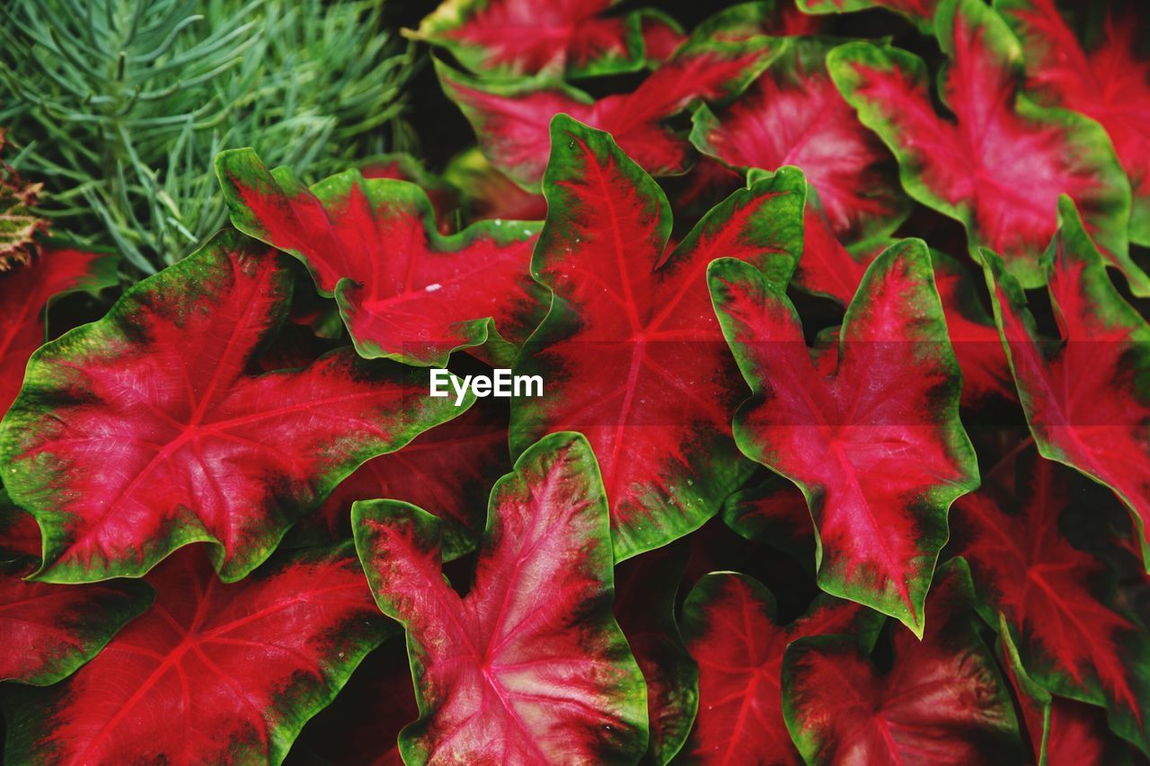 Full frame shot of red maple leaves