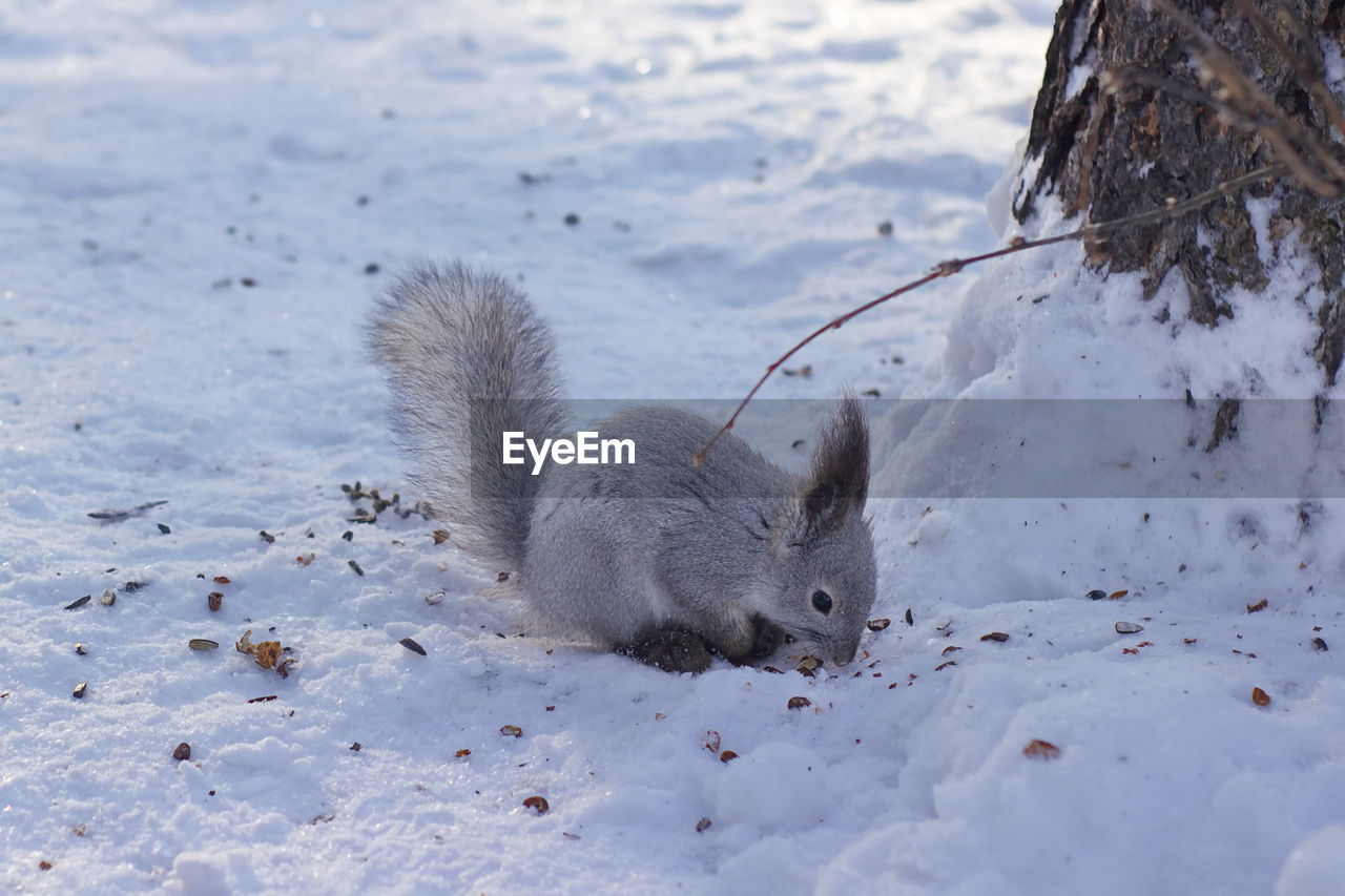 VIEW OF SQUIRREL ON SNOW COVERED FIELD