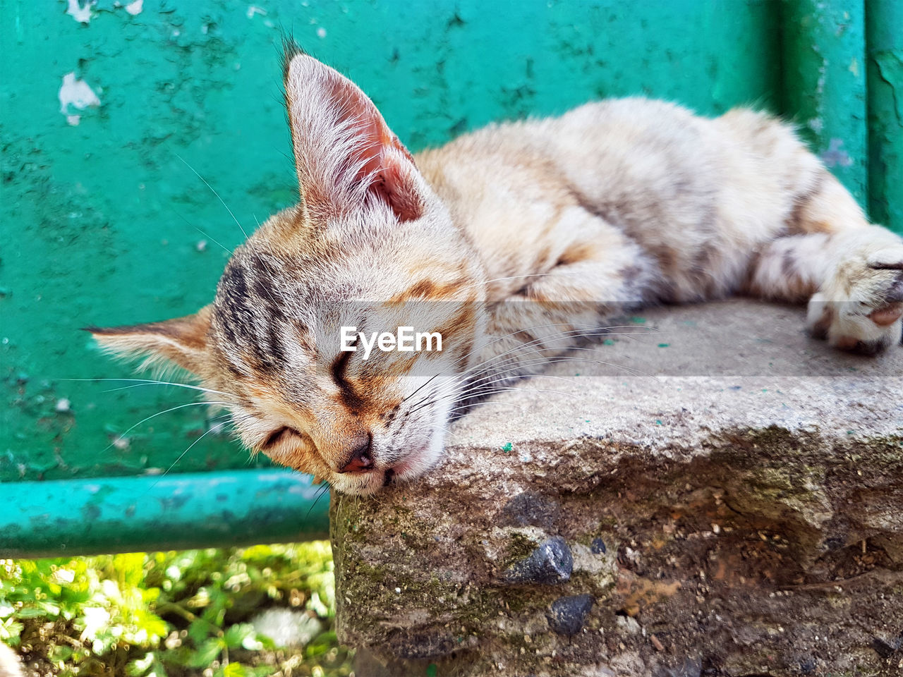 CLOSE-UP OF A CAT SLEEPING ON A FLOOR