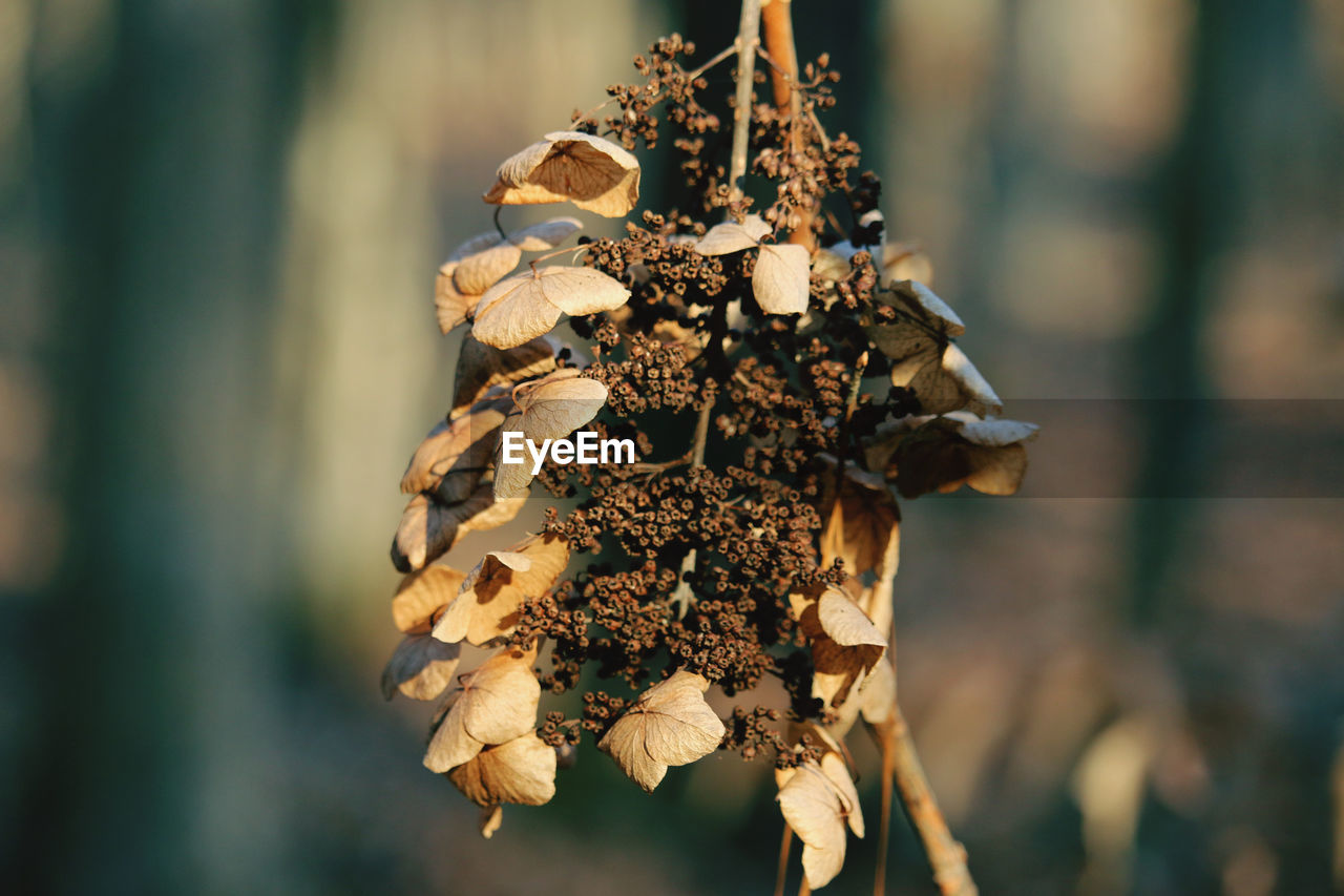 CLOSE-UP OF DRIED PLANT AGAINST BLURRED BACKGROUND