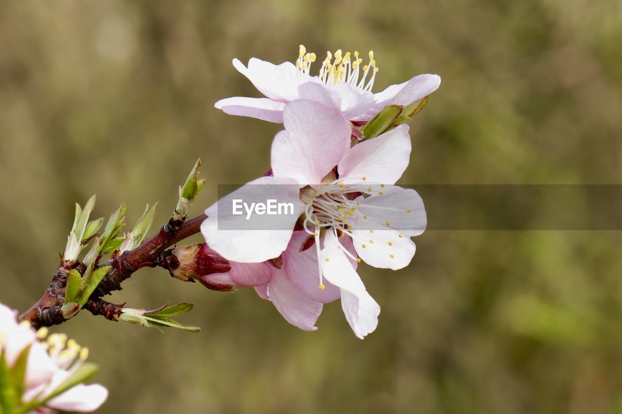 CLOSE-UP OF PINK CHERRY BLOSSOM PLANT