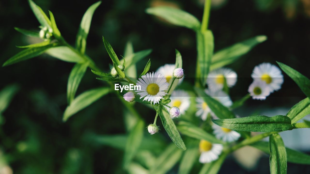 Close-up of flowers blooming outdoors