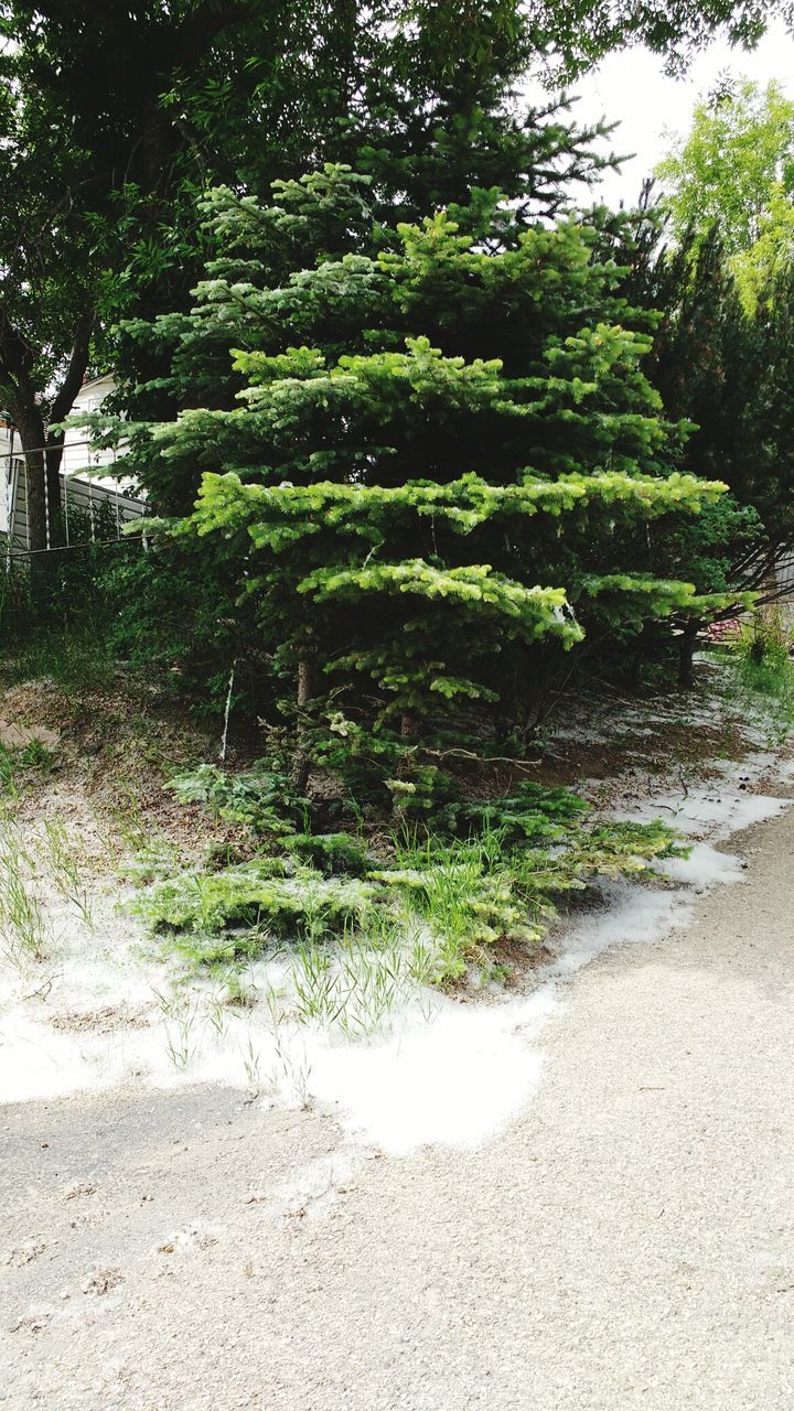 FOOTPATH AMIDST TREES AND PLANTS GROWING IN FOREST