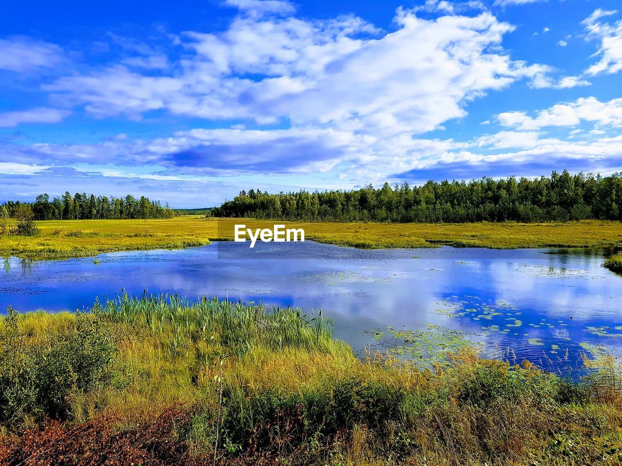 PLANTS GROWING BY LAKE AGAINST SKY