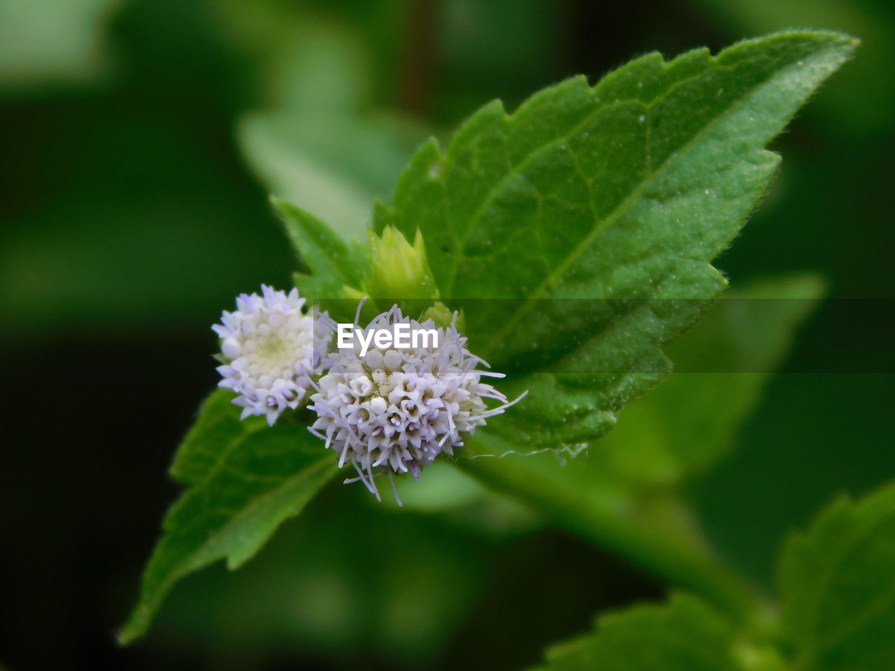 CLOSE-UP OF FLOWERING PLANT WITH PINK FLOWER