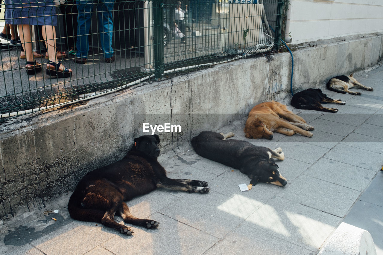 Dogs sleeping on street